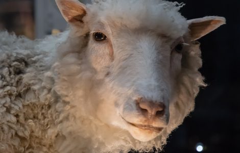 The Company That Helped Create Dolly the Sheep Has Collapsed and Scotland Should Pay Attention