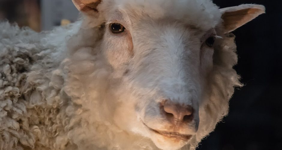 Dolly the Sheep at the Roslin Institute