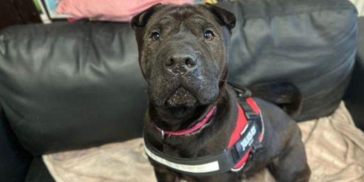 A Blanket Plea for Our Furry Friends