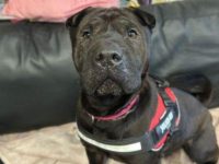 A Blanket Plea for Our Furry Friends