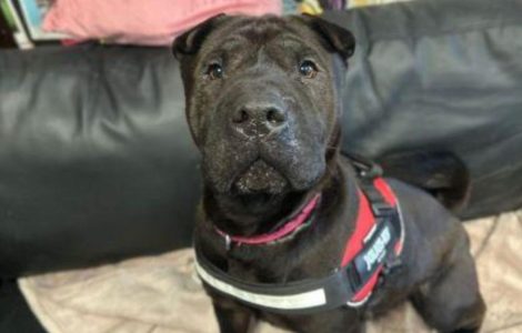 A Blanket Plea for Our Furry Friends