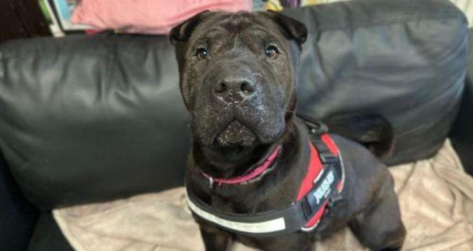 A Blanket Plea for Our Furry Friends