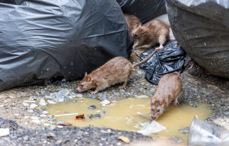 Glasgow's Rats Are Winning and £7 Million Has Not Changed That