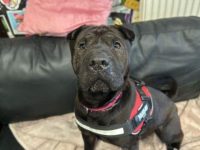 Scottish SPCA Appeals for Blankets Amid Cold Snap