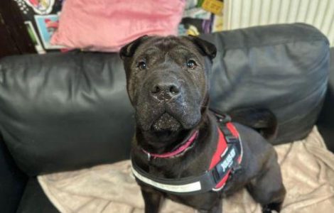 Scottish SPCA Appeals for Blankets Amid Cold Snap