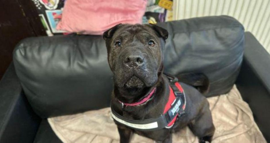 Scottish SPCA Appeals for Blankets Amid Cold Snap